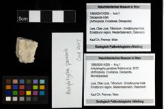 Foto (Objekt + Etiketten) von Ankylokypha parabola (Robins et al., 2013) 